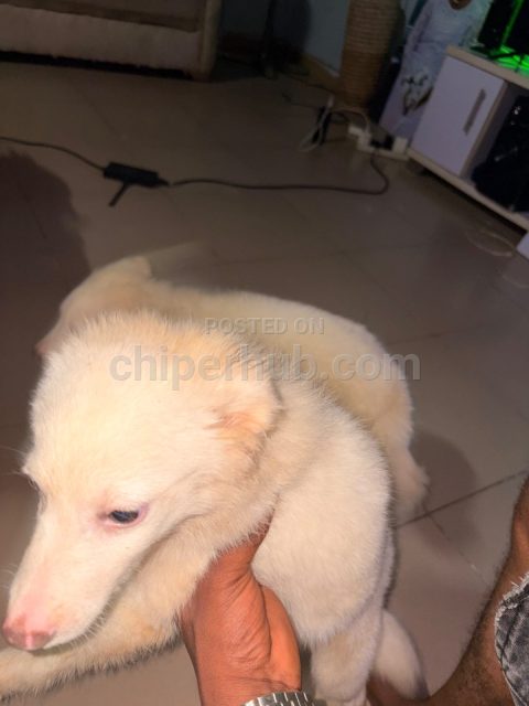 American Eskimo